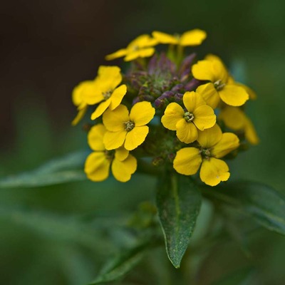 Erysimum 'Canaries Yellow' Repcs&eacute;ny
