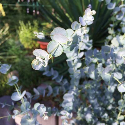 Télálló eukaliptusz Eucalyptus gunnii 'Azura'