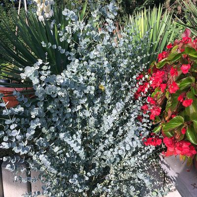 Eucalyptus gunnii 'Azura' Télálló eukaliptusz