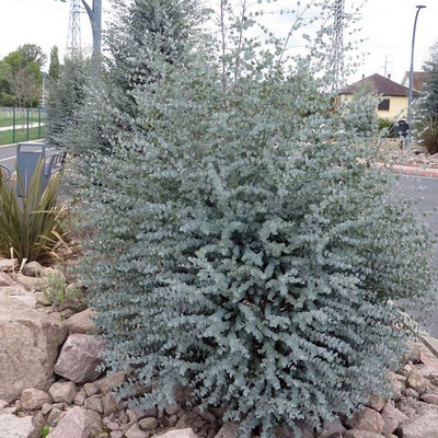 Télálló eukaliptusz Eucalyptus gunnii 'Azura'