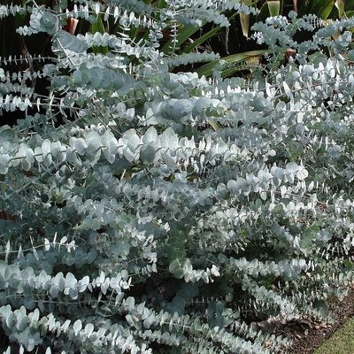 Eucalyptus pulverulenta Eukaliptusz