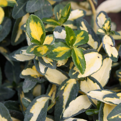 Euonymus fortunei 'Blondy' Talajtakar&oacute; kecsker&aacute;g&oacute;