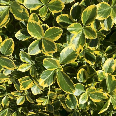 Euonymus fortunei 'Canadale Gold' Kúszó kecskerágó