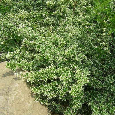 Euonymus fortunei 'Emerald Gaiety' Fehértarka kúszó kecskerágó