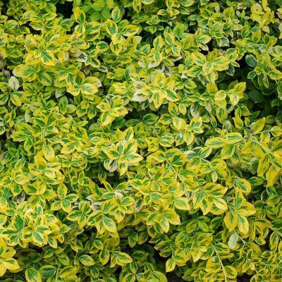 Euonymus fortunei 'Emerald'n Gold' Sárgatarka kúszó kecskerágó