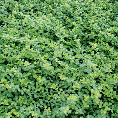 Euonymus fortunei 'Minimus' Apr&oacute;levelű k&uacute;sz&oacute; kecsker&aacute;g&oacute;