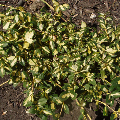 Euonymus fortunei 'Sunspot' Sárgatarka kúszó kecskerágó
