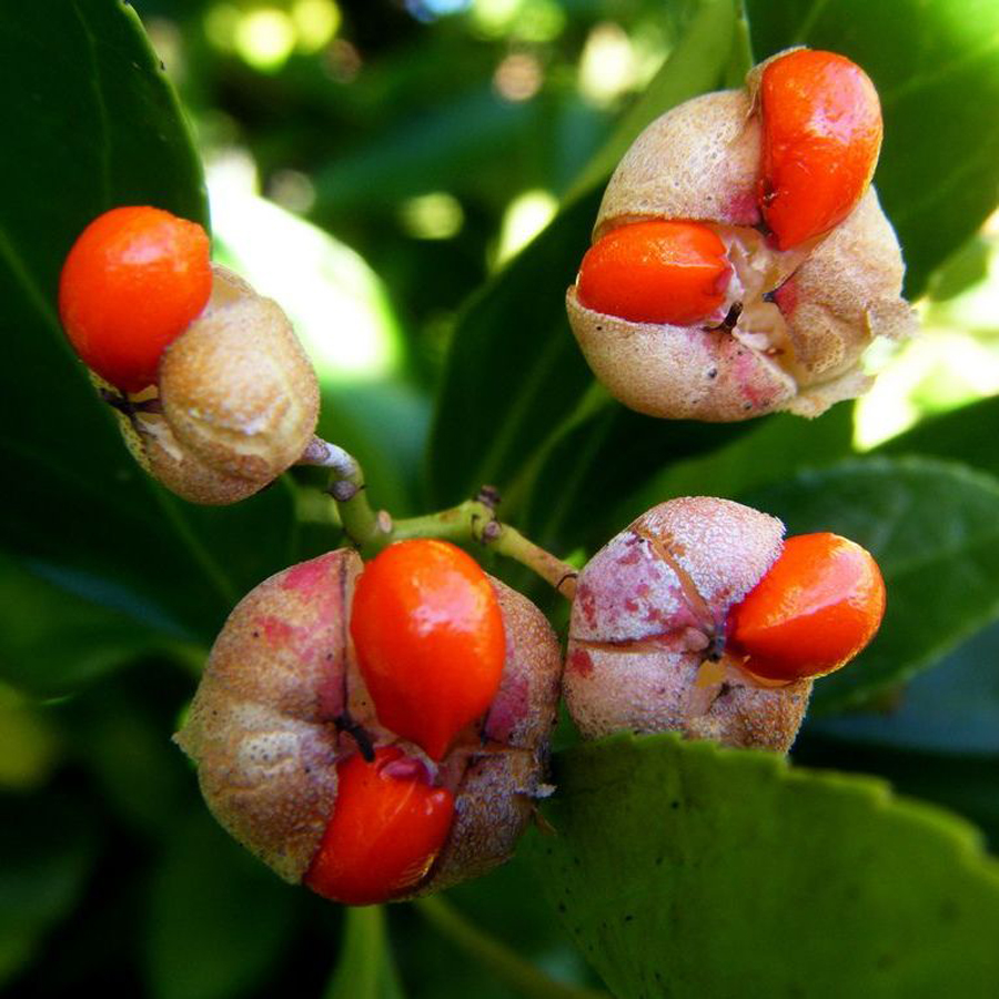 Japán kecskerágó Euonymus japonicus