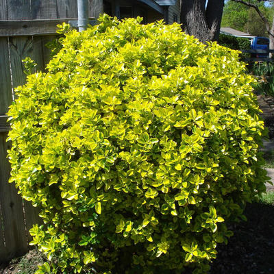 Euonymus japonicus 'Aureomarginatus' Japán kecskerágó