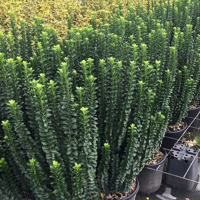 Euonymus japonicus 'Benkomasaki Erecta' Japán kecskerágó