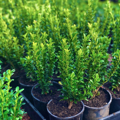 Euonymus japonicus 'Green Rocket' Jap&aacute;n kecsker&aacute;g&oacute;