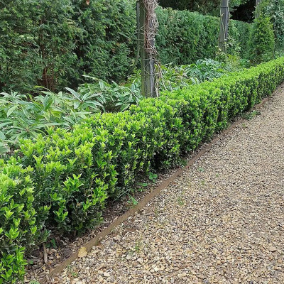 Euonymus japonicus 'Green Spire' Kislevelű japán kecskerágó