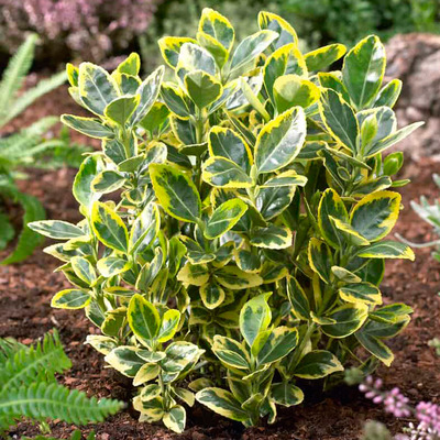 Euonymus japonicus 'Marieke' Jap&aacute;n kecsker&aacute;g&oacute;