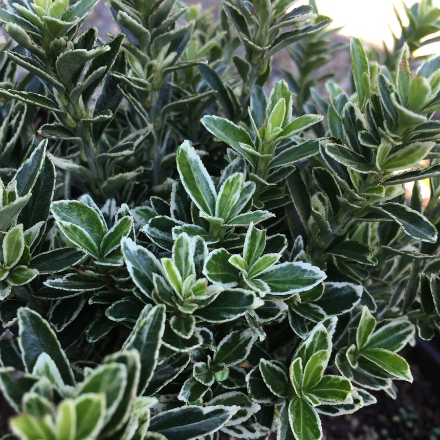 Euonymus japonicus 'Microphyllus Albovariegatus' Japán kecskerágó