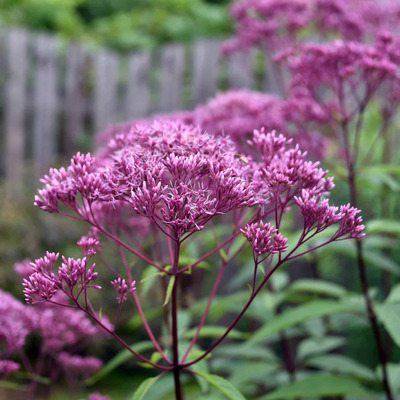 Sédkender Eupatorium dubium 'Baby Joe'