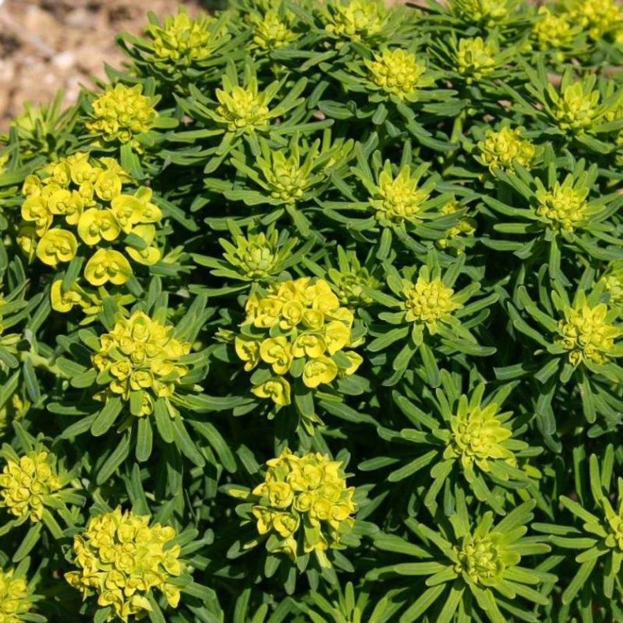 Euphorbia cyparissias 'Tall Boy' Farkas kutyatej