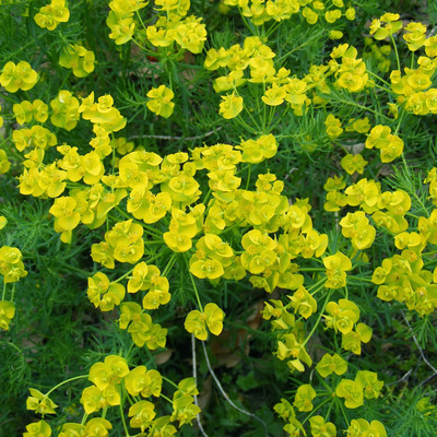 Euphorbia cyparissias Farkas kutyatej
