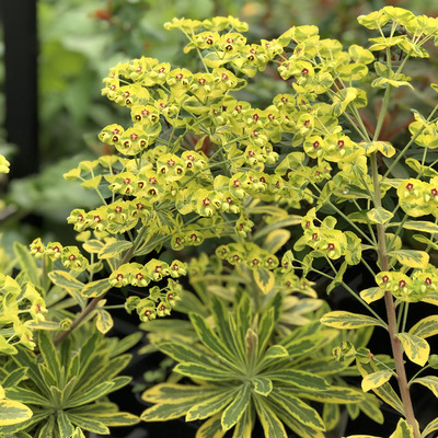 Euphorbia × martini 'Ascot Rainbow' Kutyatej