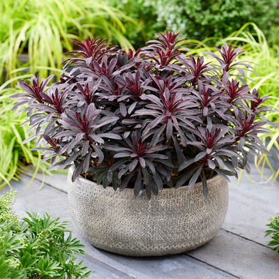 Euphorbia hybrida 'Miner's Merlot' Kutyatej