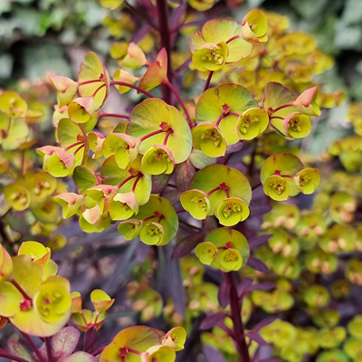 Kutyatej Euphorbia hybrida 'Miner's Merlot'
