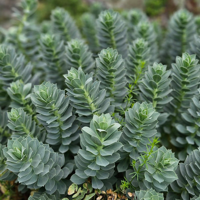 Euphorbia myrsinites Délszaki kutyatej