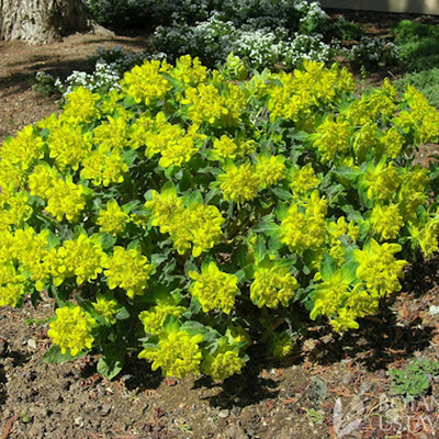 Euphorbia polychroma 'Purpurea' Kutyatej