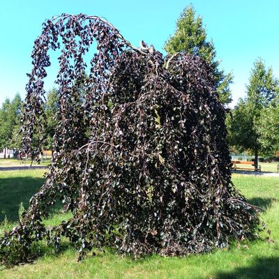 Fagus sylvatica 'Purpurea Pendula' Cs&uuml;ngő b&uuml;kk