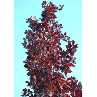 Oszlopos vérbükk Fagus sylvatica 'Dawyck Purple'