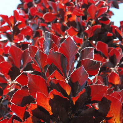 Oszlopos vérbükk Fagus sylvatica 'Dawyck Purple'