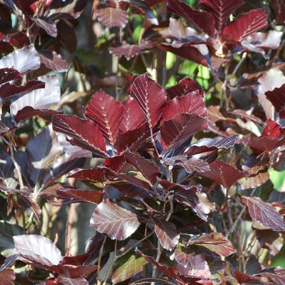 Oszlopos vérbükk Fagus sylvatica 'Dawyck Purple'