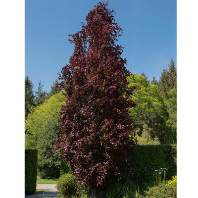 Oszlopos vérbükk Fagus sylvatica 'Dawyck Purple'