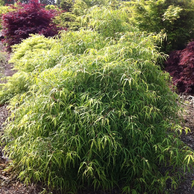 Fagus sylvatica 'Mercedes' Törpe bükk