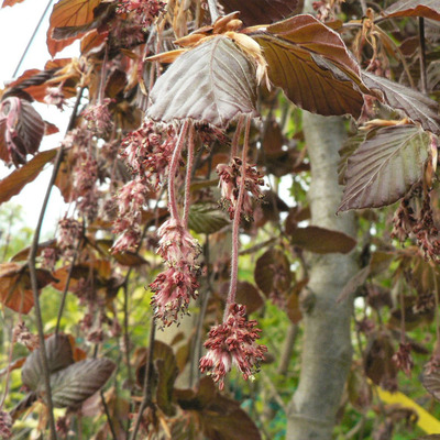 Cs&uuml;ngő b&uuml;kk Fagus sylvatica 'Purpurea Pendula'