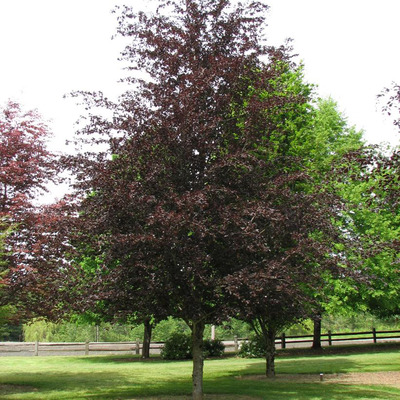 Fagus sylvatica 'Riversii' Vérbükk