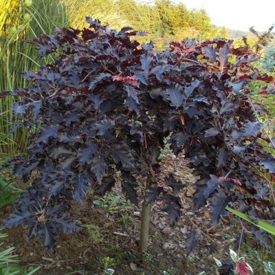 Cs&uuml;ngő v&eacute;rb&uuml;kk Fagus sylvatica 'Rohan Weeping'