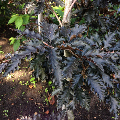 Fagus sylvatica 'Rohan Weeping' Cs&uuml;ngő v&eacute;rb&uuml;kk