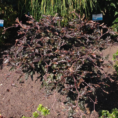 Cs&uuml;ngő v&eacute;rb&uuml;kk Fagus sylvatica 'Rohan Weeping'