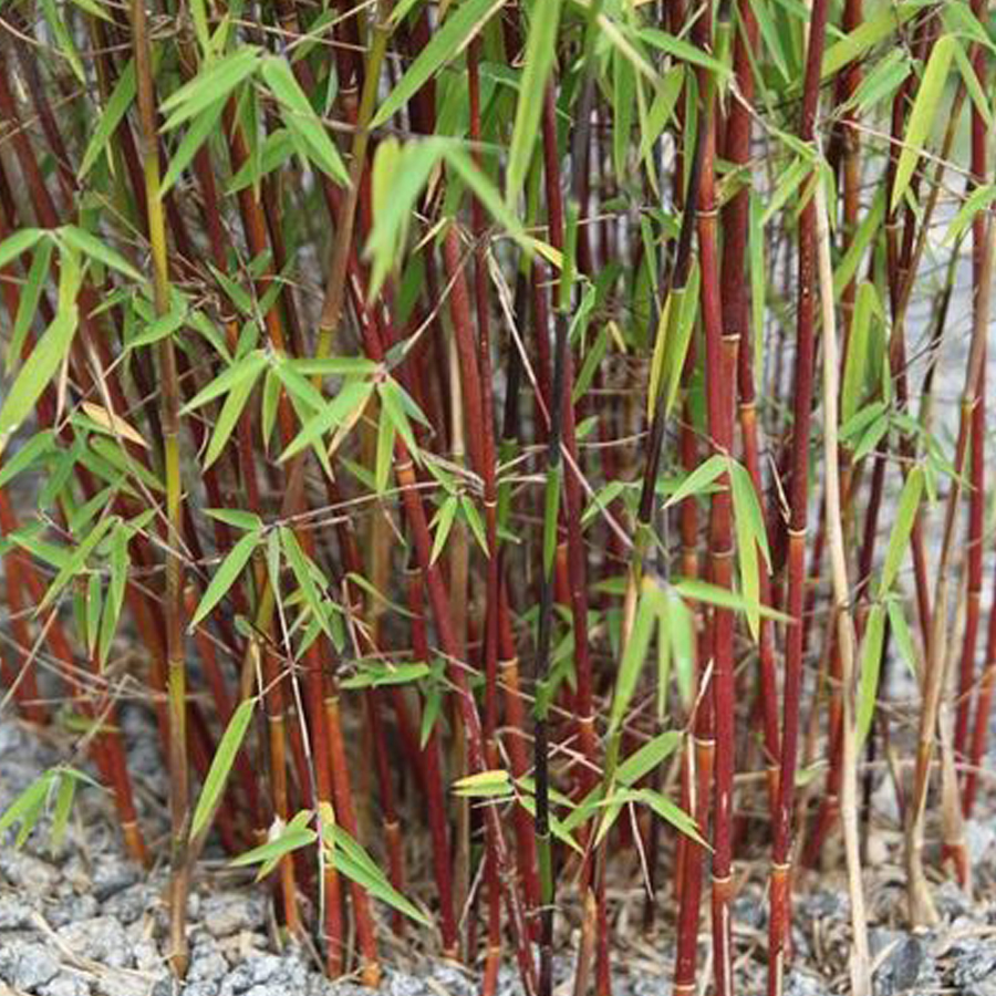 Törpebambusz Fargesia 'Asian Wonder'