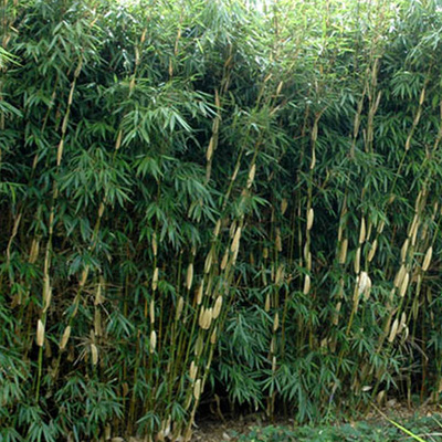 Törpe bambusz Fargesia robusta 'Pingwu'