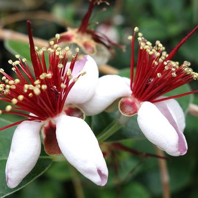 Feijoa sellowiana Mirtuszdió