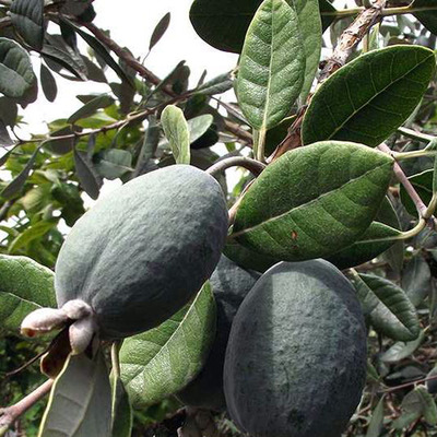 Mirtuszdió Feijoa sellowiana