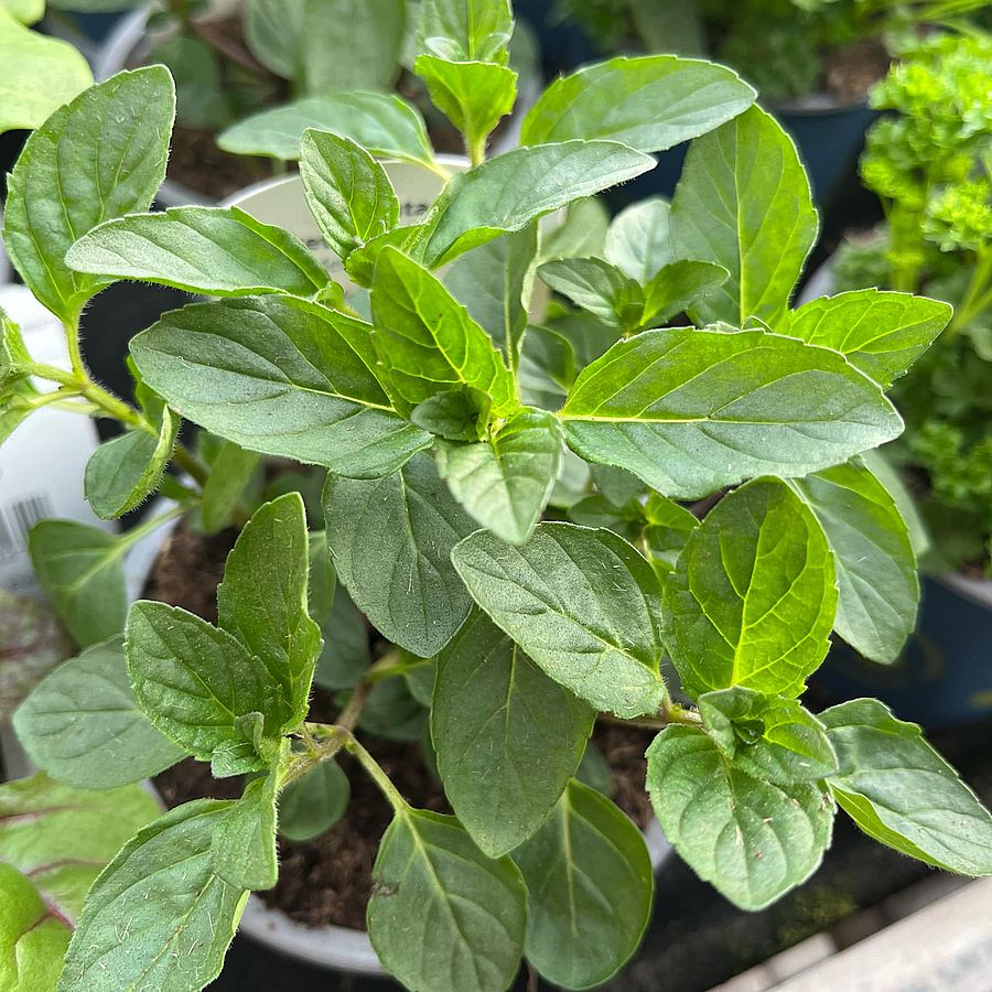 Feketeribizli-menta Mentha sp.