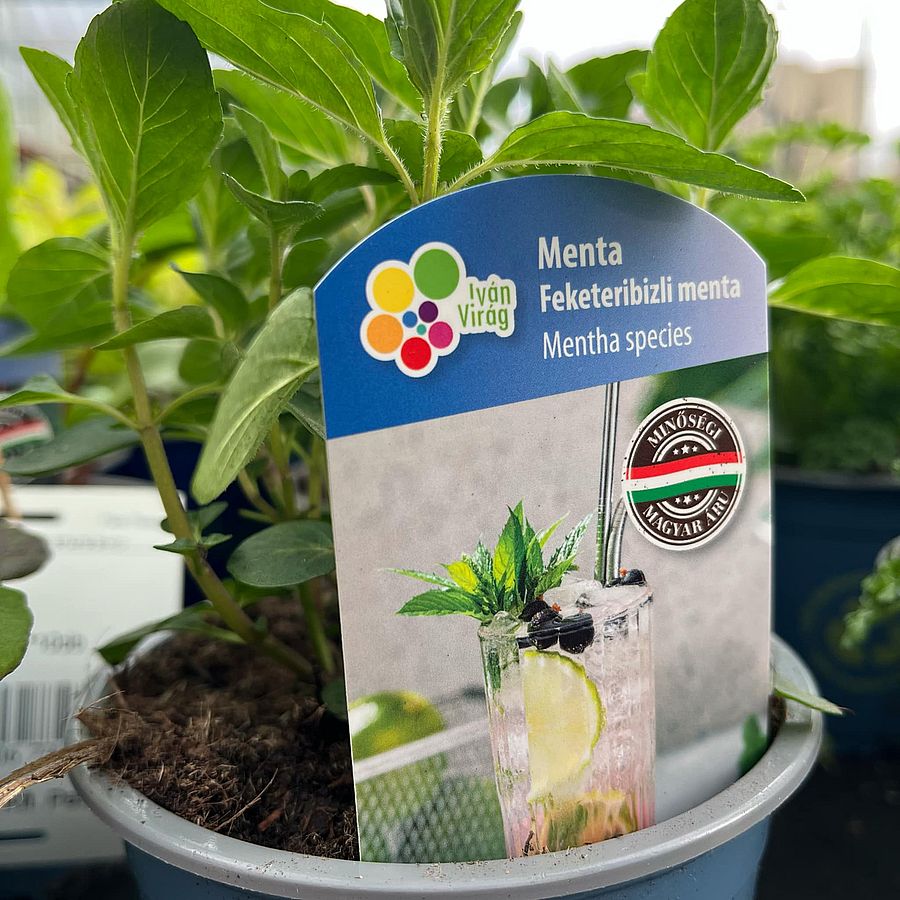Mentha sp. Feketeribizli-menta