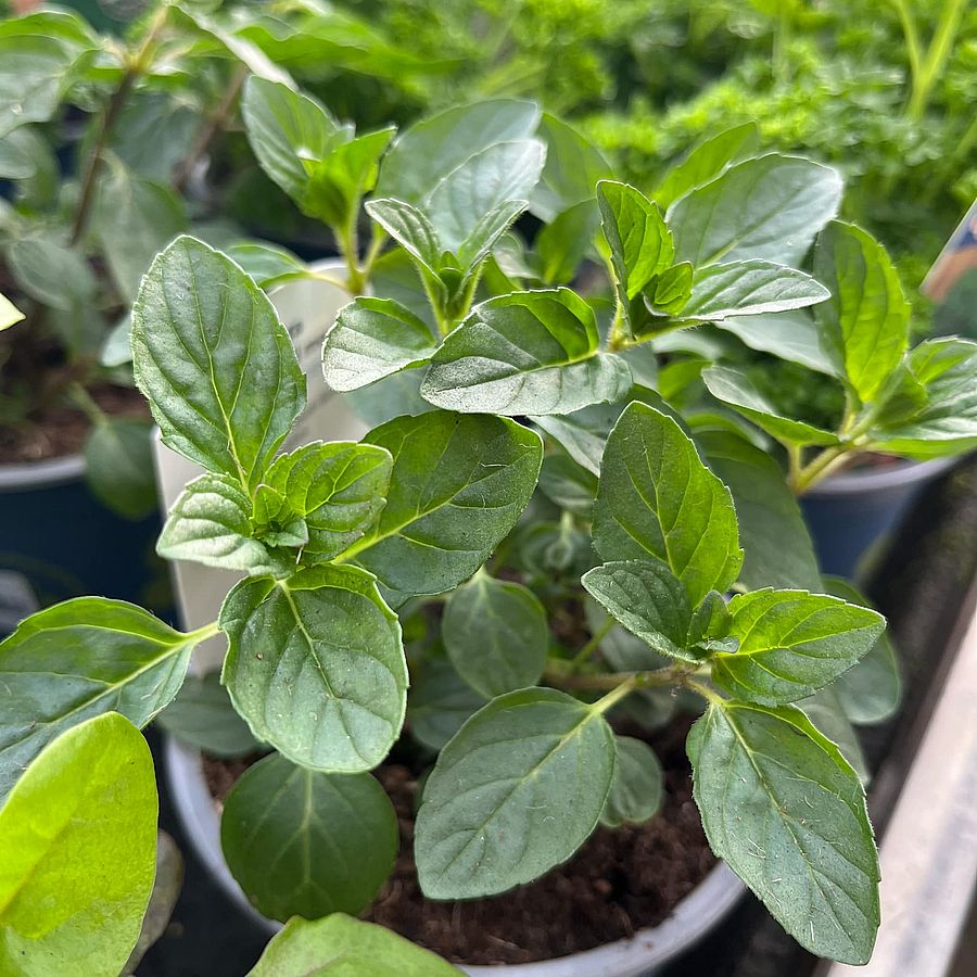 Feketeribizli-menta Mentha sp.
