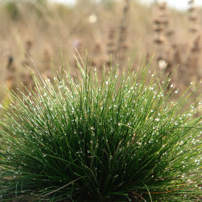 Medvecsenkesz Festuca gautieri