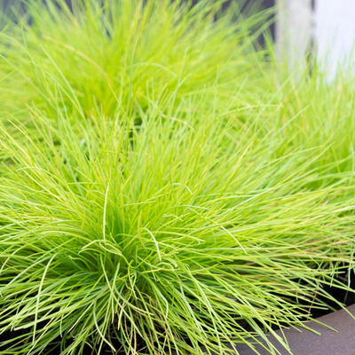 Festuca glauca 'Amigold' Csenkesz