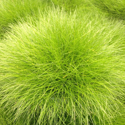 Csenkesz Festuca glauca 'Amigold'