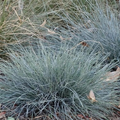 Festuca glauca 'Azurit' Deres csenkesz