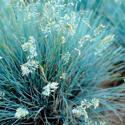 Deres csenkesz Festuca glauca 'Blue Select'