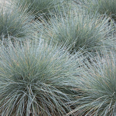 Festuca glauca 'Cool as Ice' Deres csenkesz